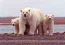 Що таке тривалість життя білого ведмедя в природі та полоні?